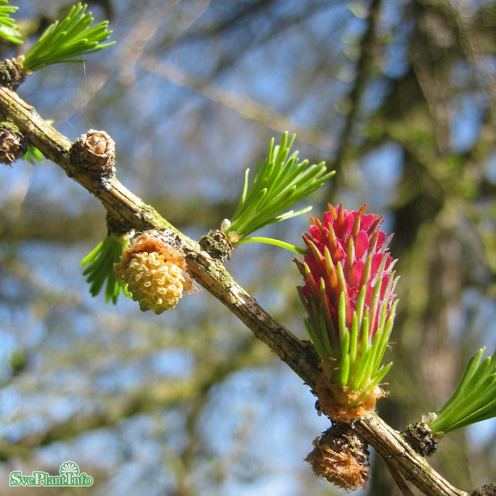 Larix decidua Solitär Kl 100-150 300-350cm
