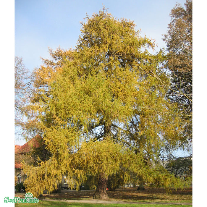 Larix decidua Solitär Kl 100-150 300-350cm