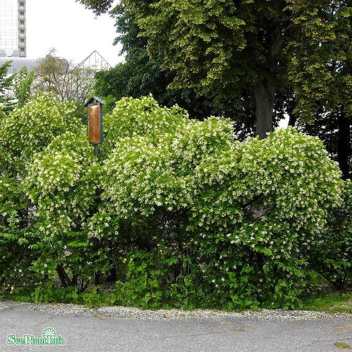 Ligustrum vulgare Busk C12 60-80cm