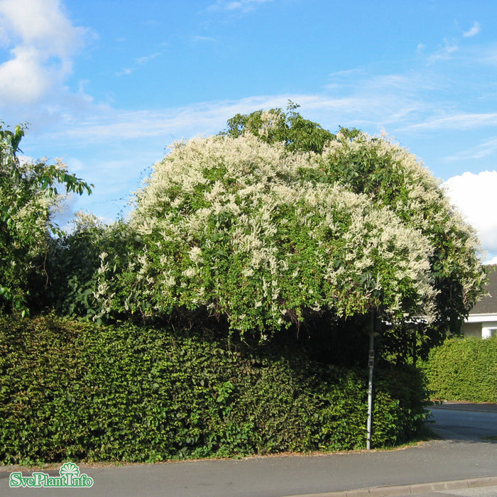 Fallopia baldschuanica 'Aubertii' A-kval  C2