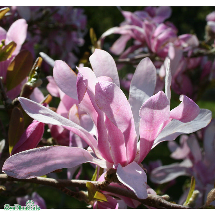 Magnolia x loebneri 'Leonard Messel' Solitär C20 175-200cm
