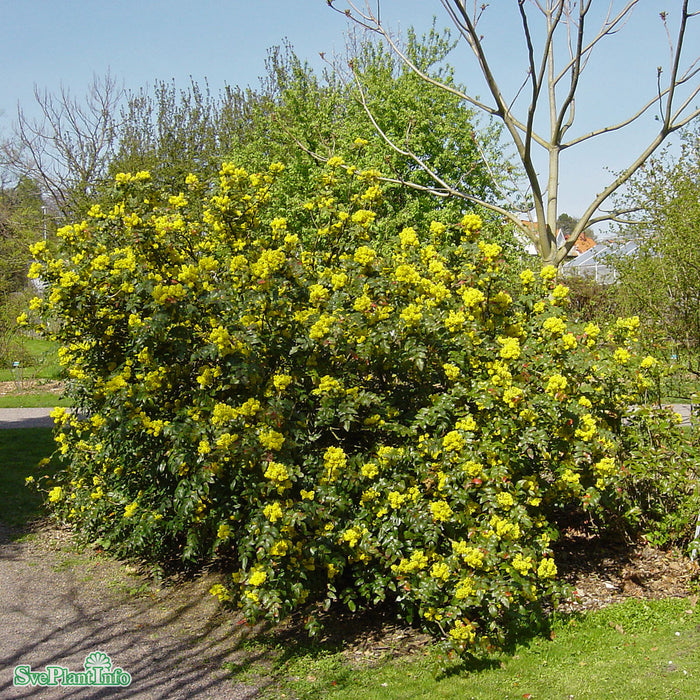 Mahonia aquifolium Busk 30-40cm C5