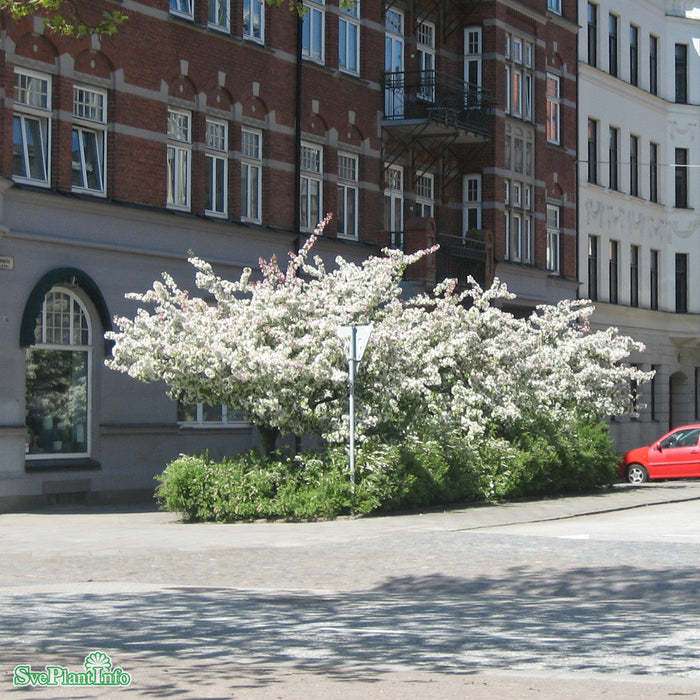 Malus floribunda Solitär Kl 150-200cm