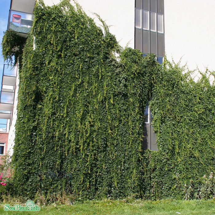 Parthenocissus quinquefolia engelmannii 80-100 cm C2