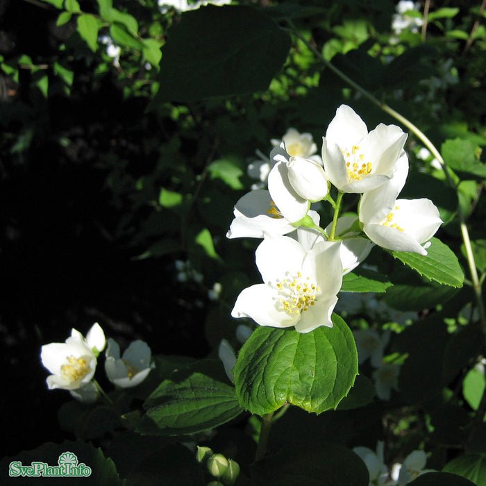 Philadelphus coronarius 'Ängen' Halvsoliär C15