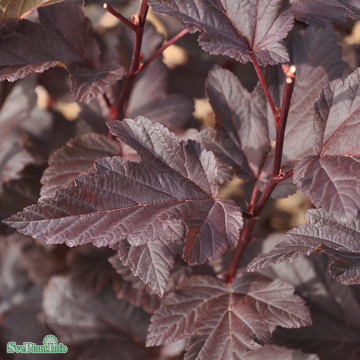 Physocarpus opulifolius 'Diable d'Or' Busk C5