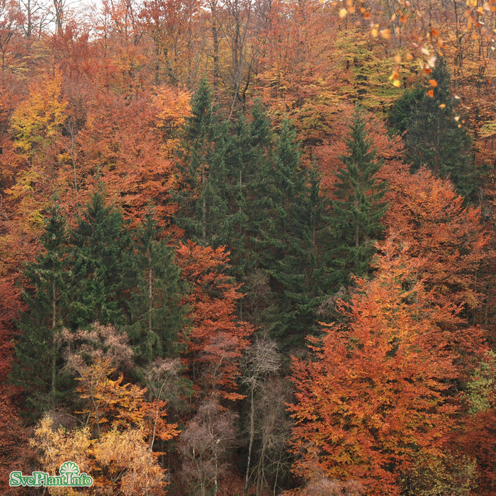 Picea abies Solitär Kl 100-125cm