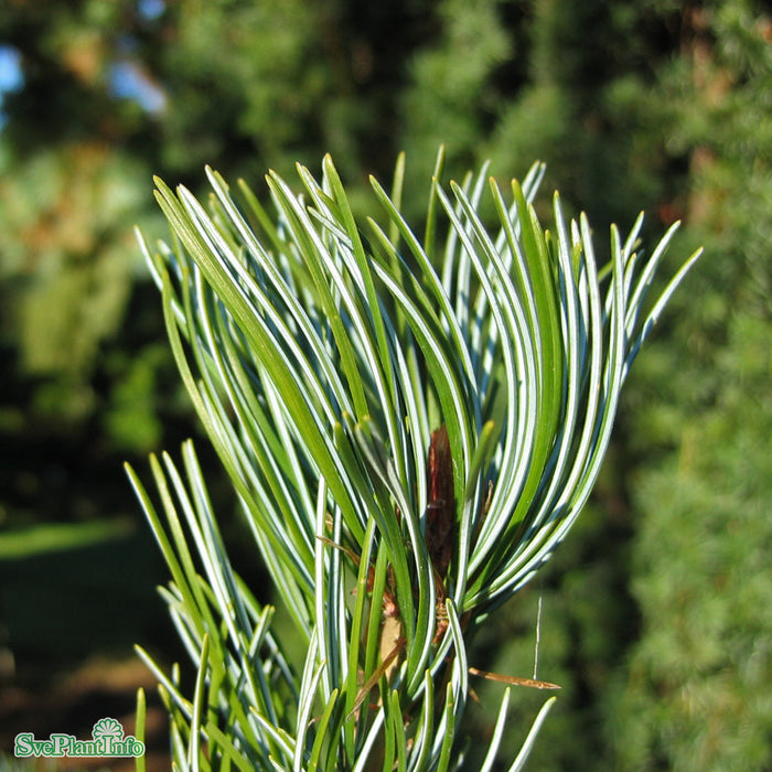 Pinus parviflora 'Glauca' Solitär Kl 125-150cm