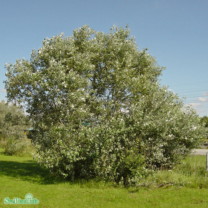 Populus alba 'Nivea' Högstam Kl So 12-14