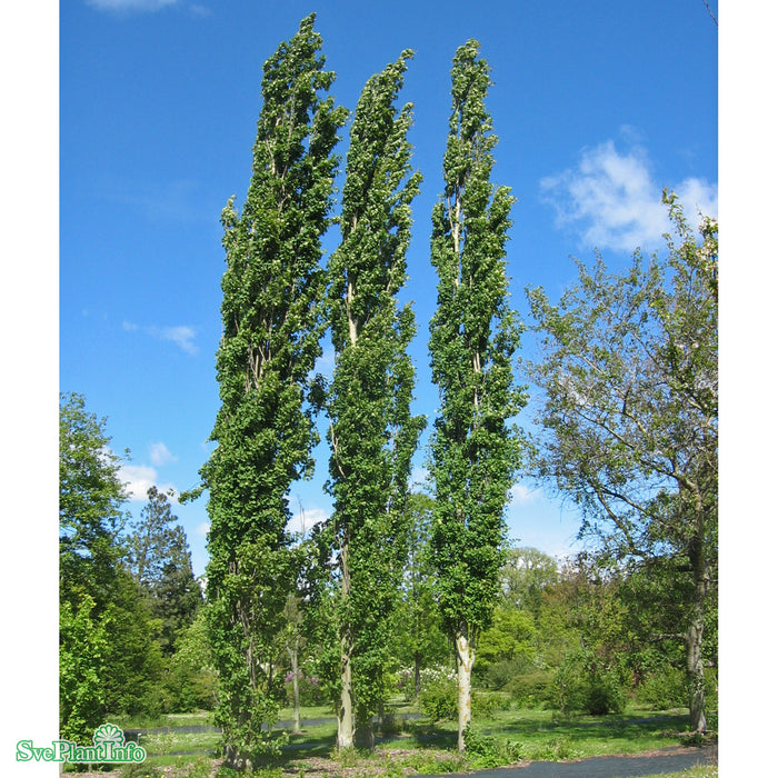 Populus tremula 'Erecta' Ungträd 200-250 C10