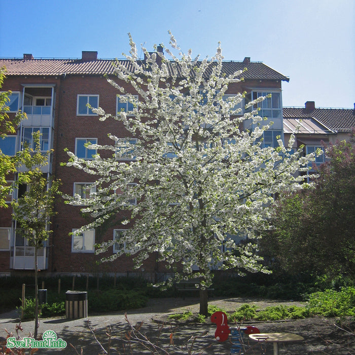 Prunus avium 'Plena' Högstam So 10-12