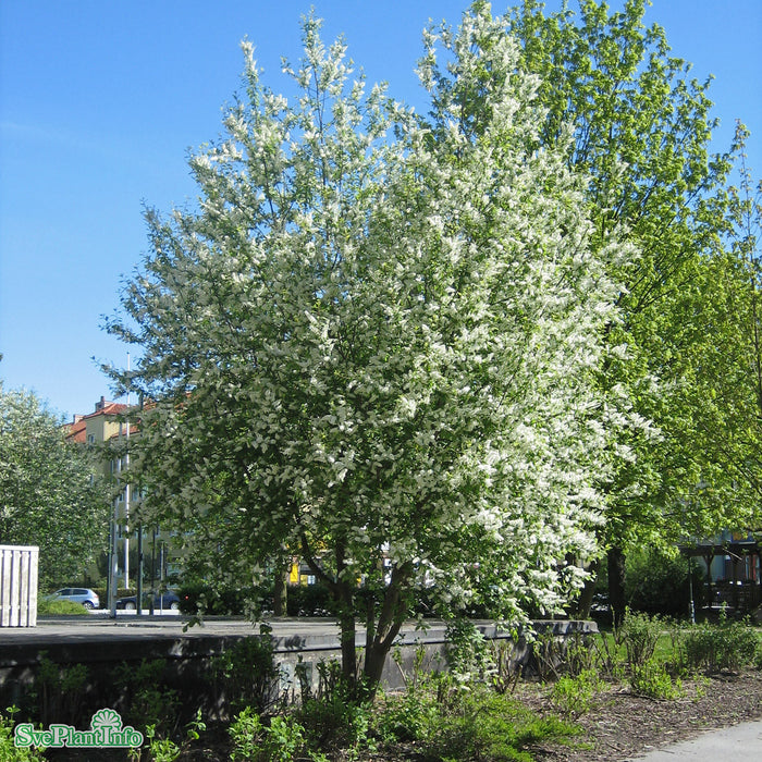 Prunus padus
