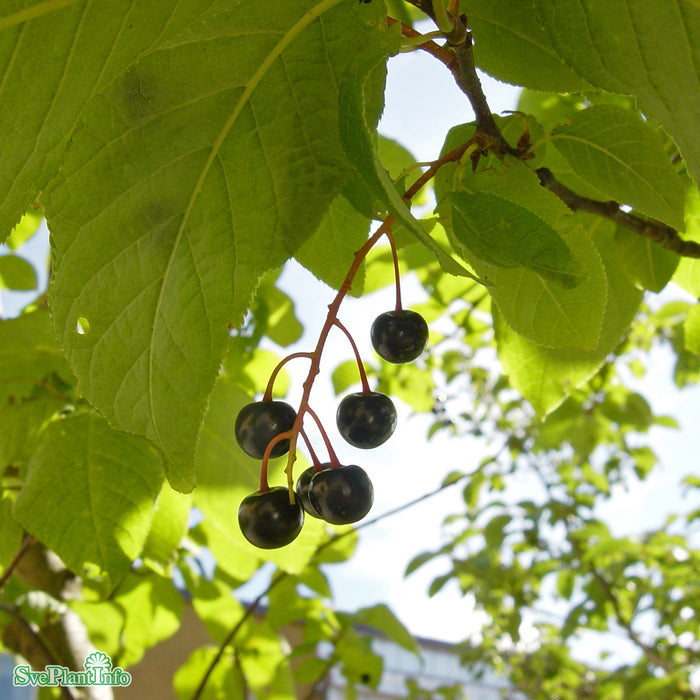 Prunus padus Ungträd C7,5 175-200cm