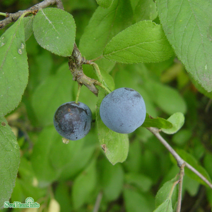 Prunus spinosa fk Västeråker E Busk C5