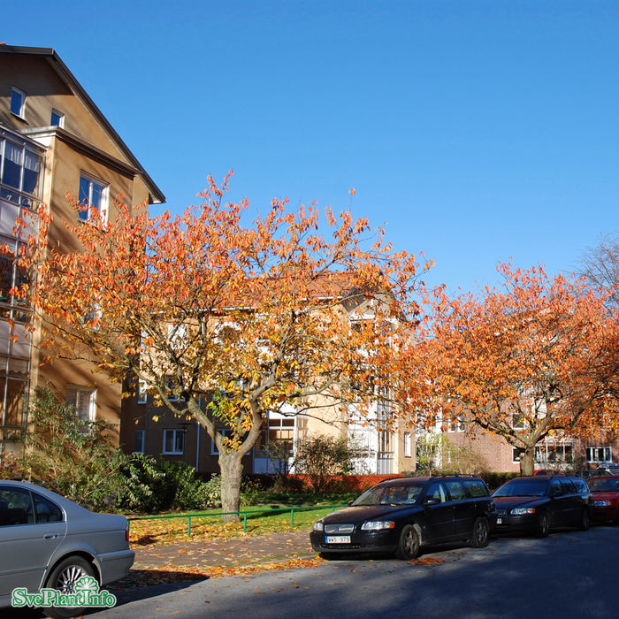 Prunus serrulata 'Kanzan' Solitär C10 80-100cm