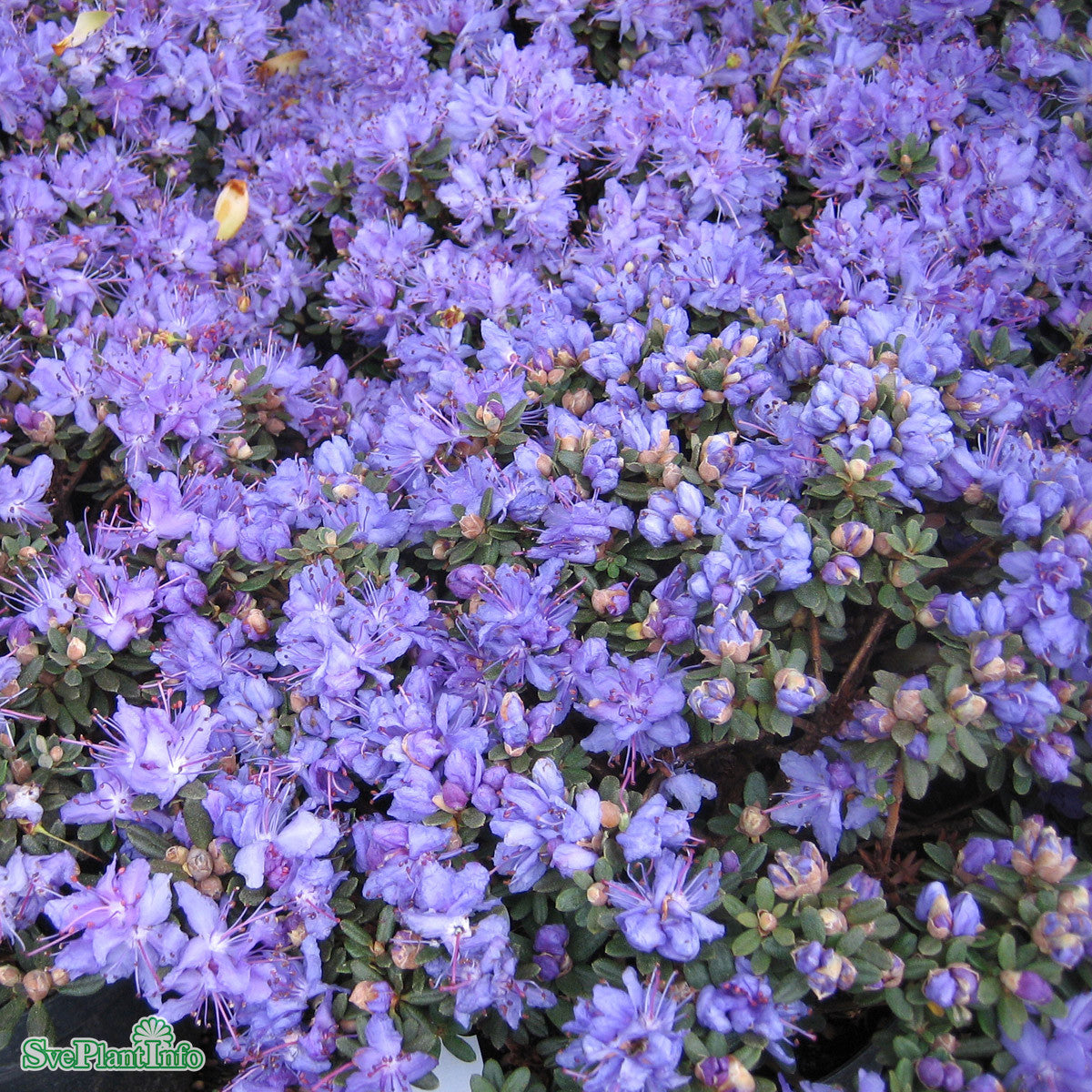 Rhododendron impeditum 'Blaue Mauritius' C2 25-30cm  kersberga  Vxtfrsljning