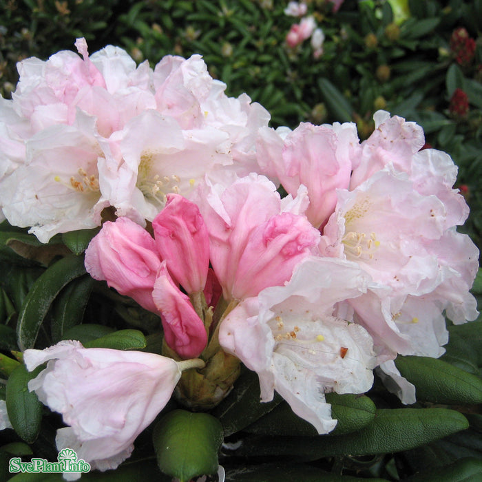 Rhododendron (Yakush.) 'Koichiro Wada' 25-30cm C3