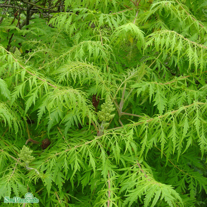 Rhus typhina 'Dissecta' Solitär Kl flerstammad 200-250cm