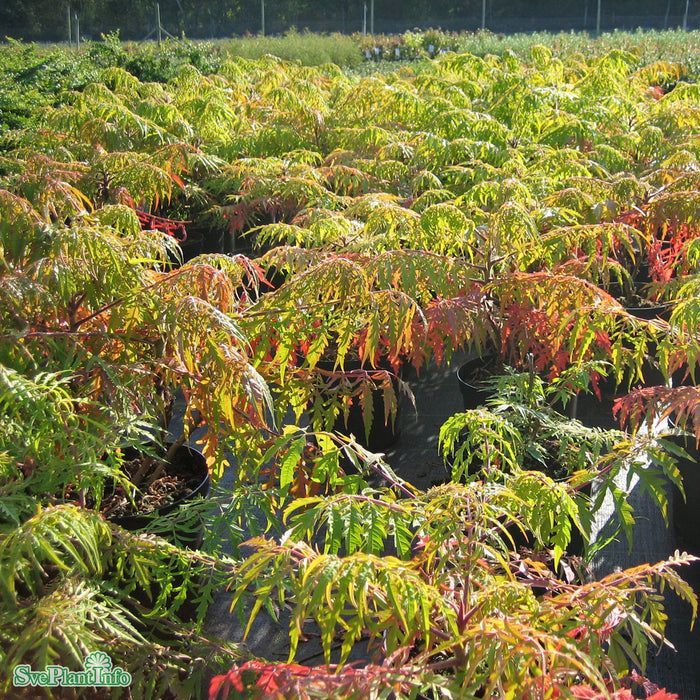 Rhus typhina TIGER EYES Busk C12 60-80cm