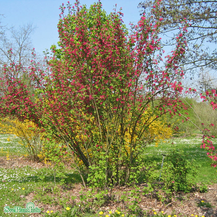 Ribes sanguineum 'Pulborough Scarlet' Busk C5