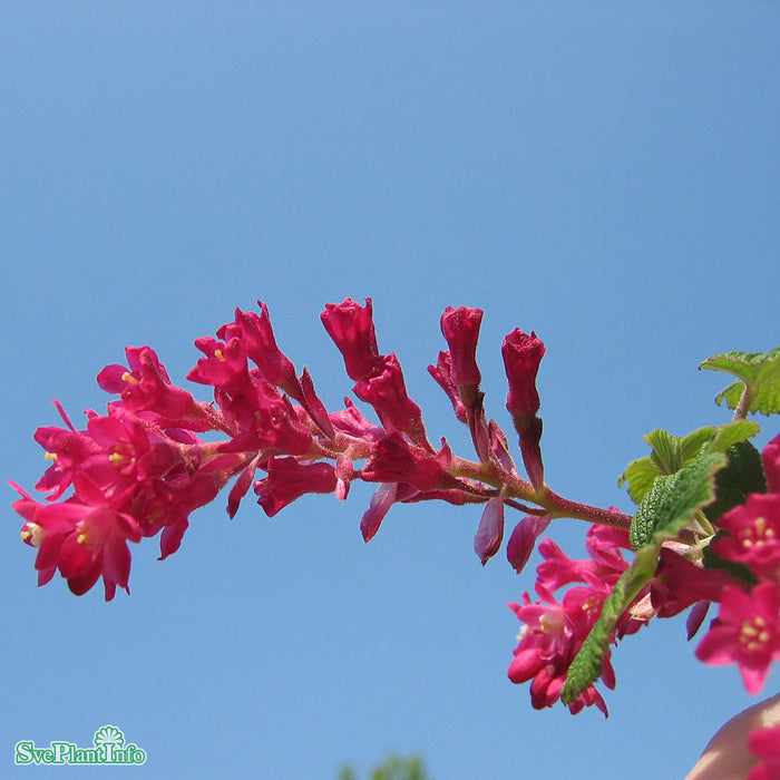 Ribes sanguineum 'Pulborough Scarlet' C12 100-125cm