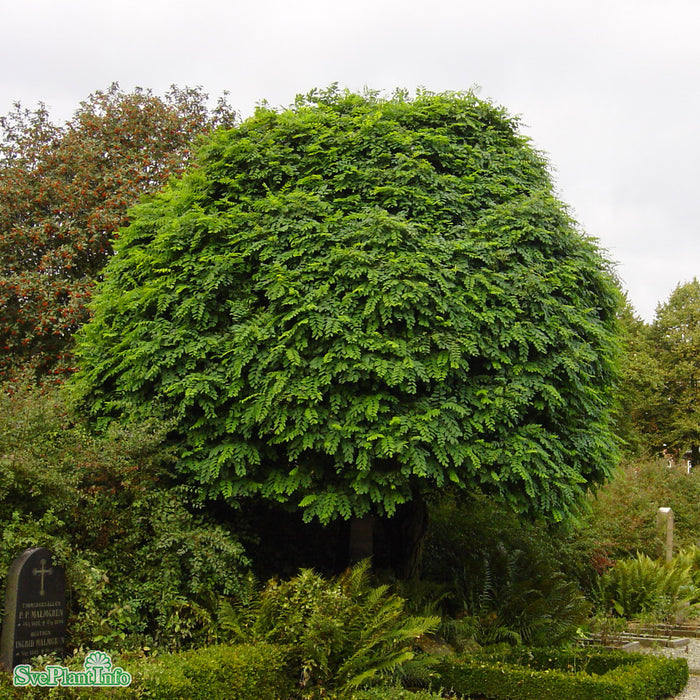 Robinia pseudoacacia 'Umbraculifera' C18 XXL Högstam 125cm