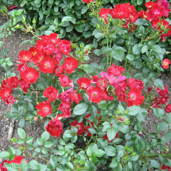 Rosa 'Bassino' A kval C4