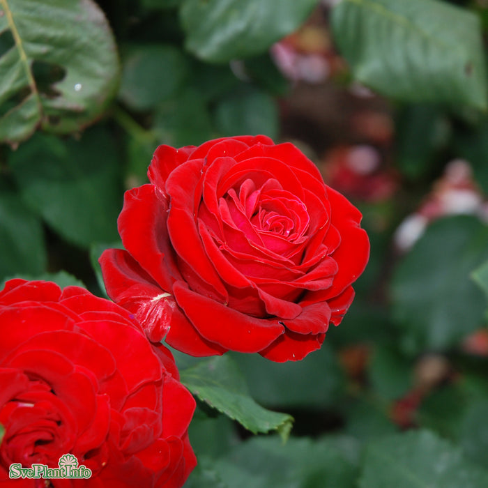 Rosa 'Courage' A kval C4