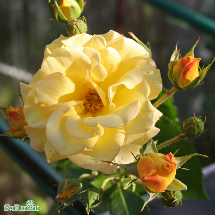 Rosa 'Goldmarie' A kval C4