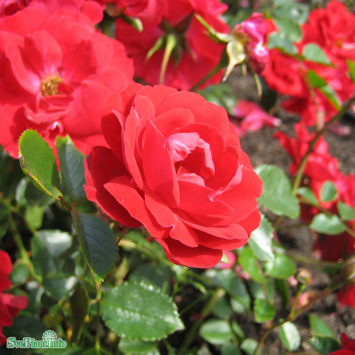 Rosa 'Lichterloh' A kval C4