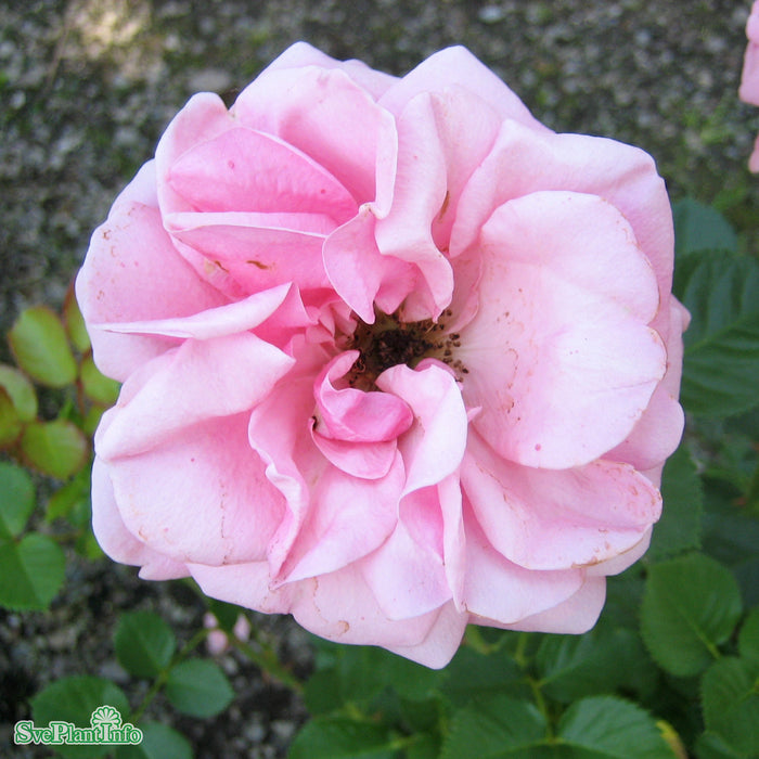 Rosa 'Lill Lindfors' A kval C4