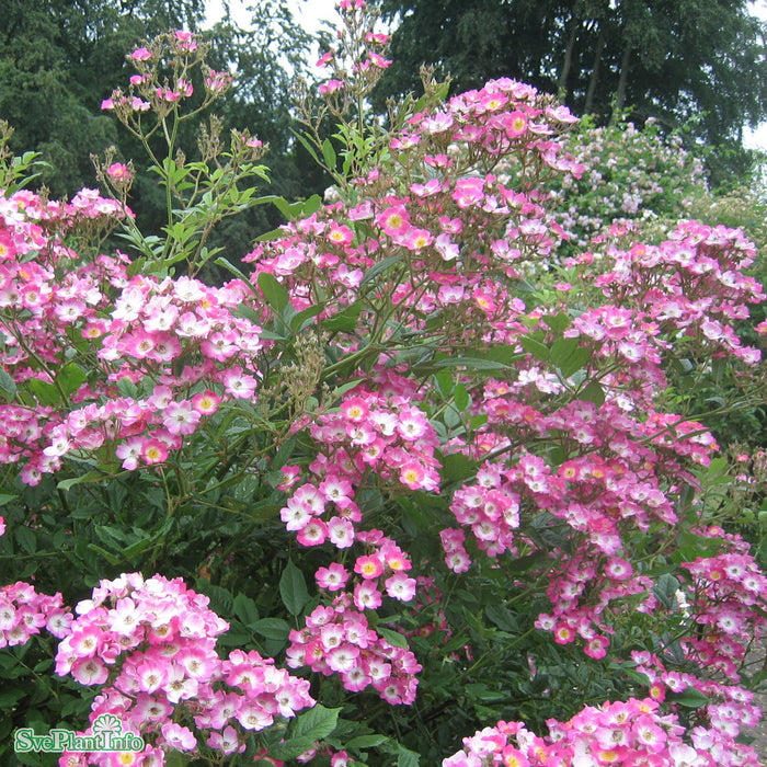 Rosa 'Mozart' C4,5