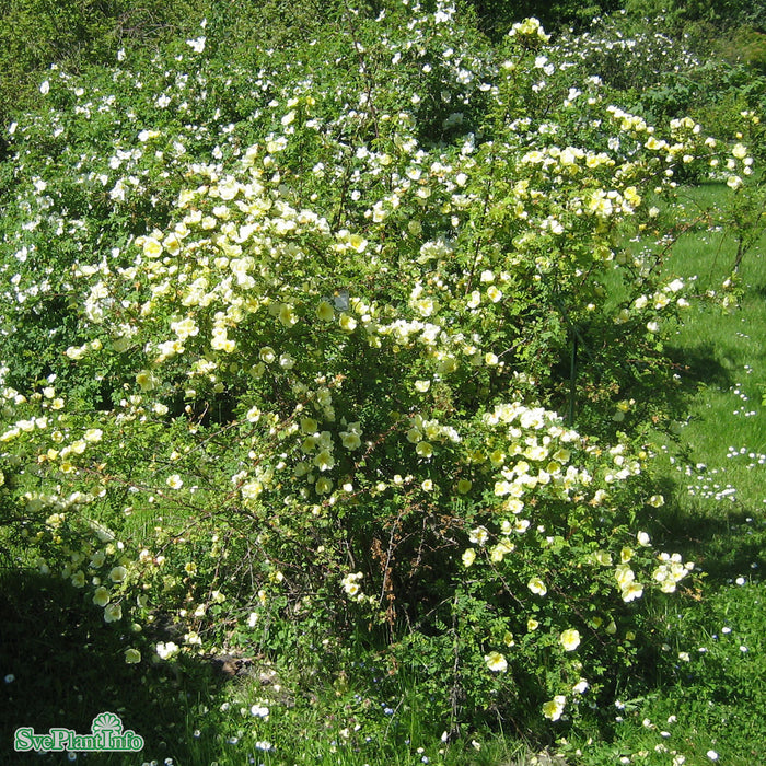 Rosa hugonis A-kval C4