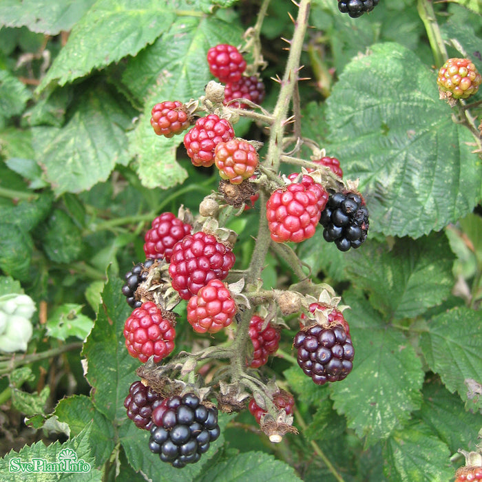 Rubus fruticosus x idaeus 'Tayberry' C2