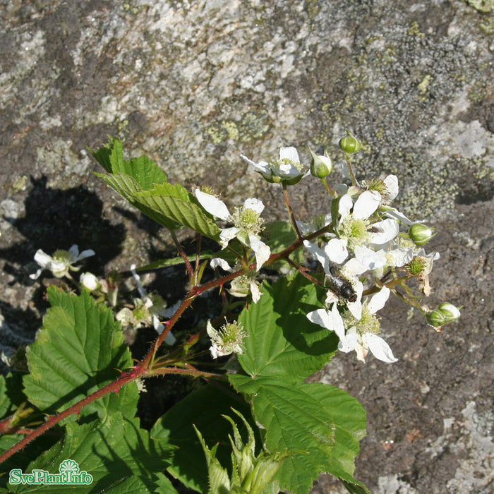 Rubus fruticosus x idaeus 'Tayberry' C2