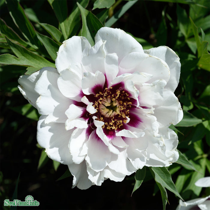 Paeonia (Itoh-Gruppen) 'Cora Louise' A-kval C4