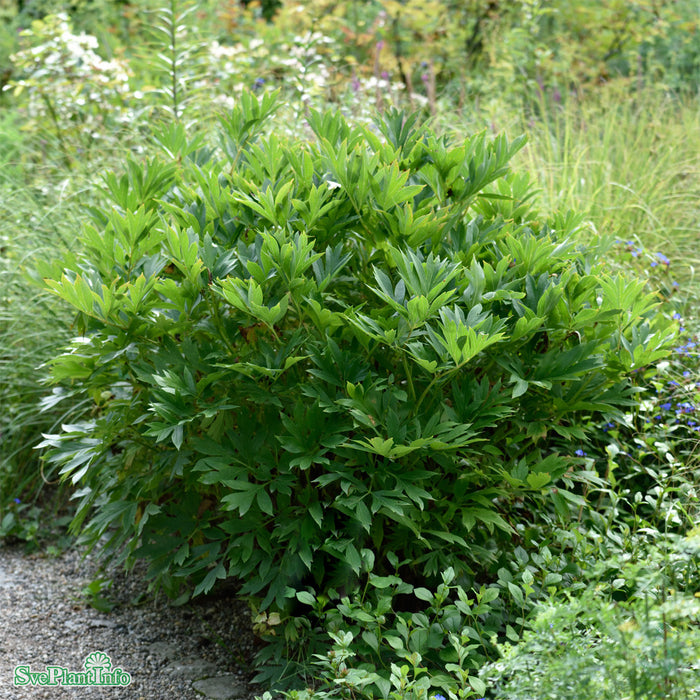Paeonia (Itoh-Gruppen) 'Bartzella' A-kval C6