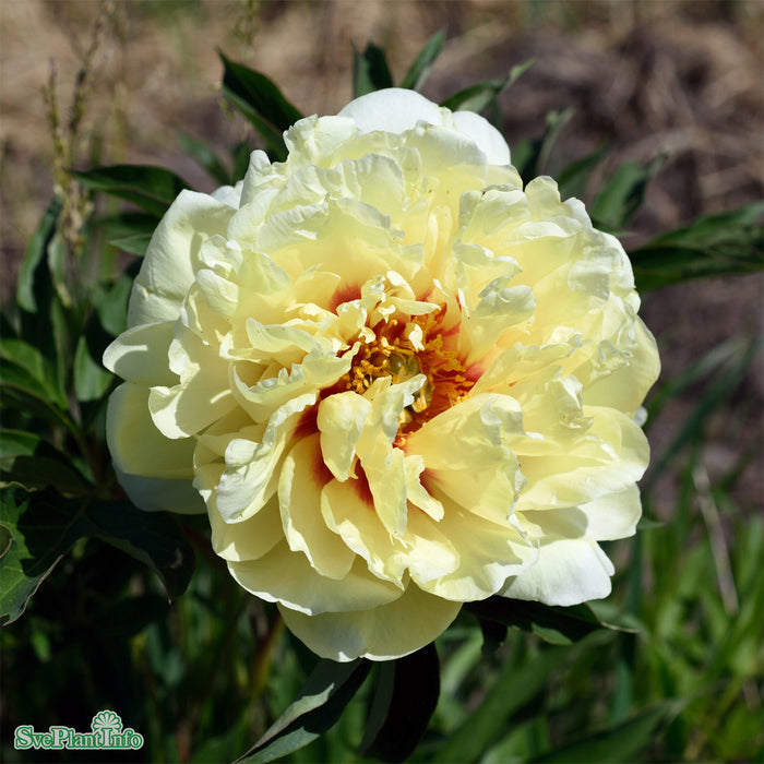 Paeonia (Itoh-Gruppen) 'Bartzella' A-kval C6