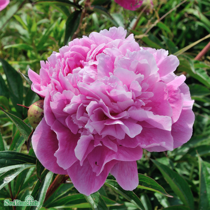 Paeonia lactiflora 'Alexander Flemming' A-kval C2