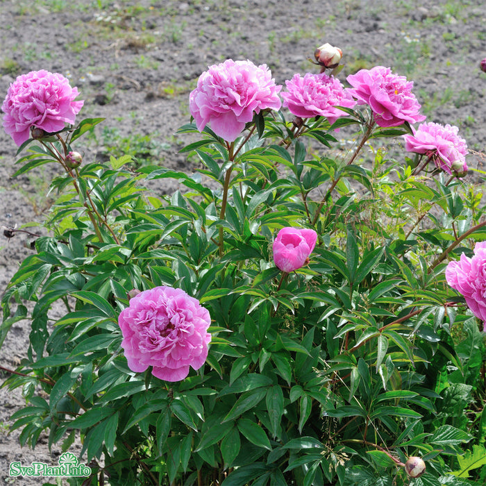 Paeonia lactiflora 'Alexander Flemming' A-kval C2