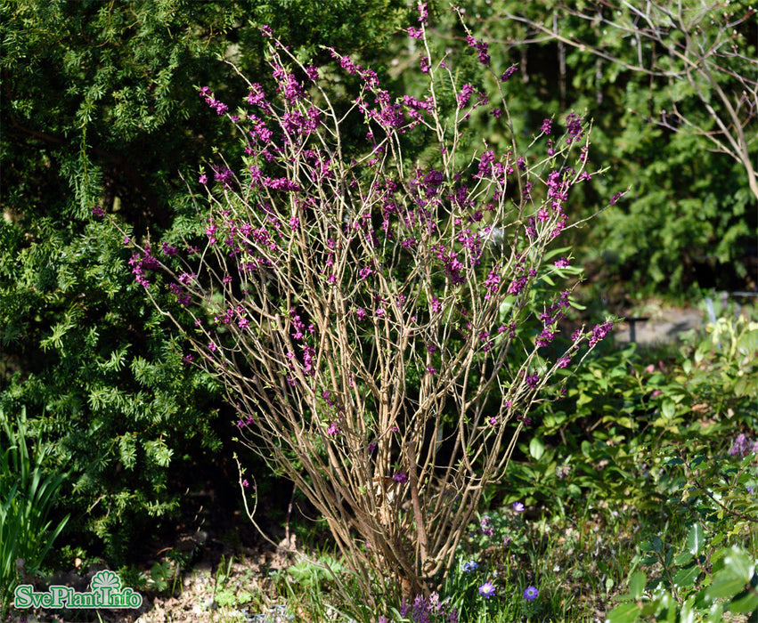 Daphne mezereum 'Rubra Sellect' Busk C7,5 30-40cm