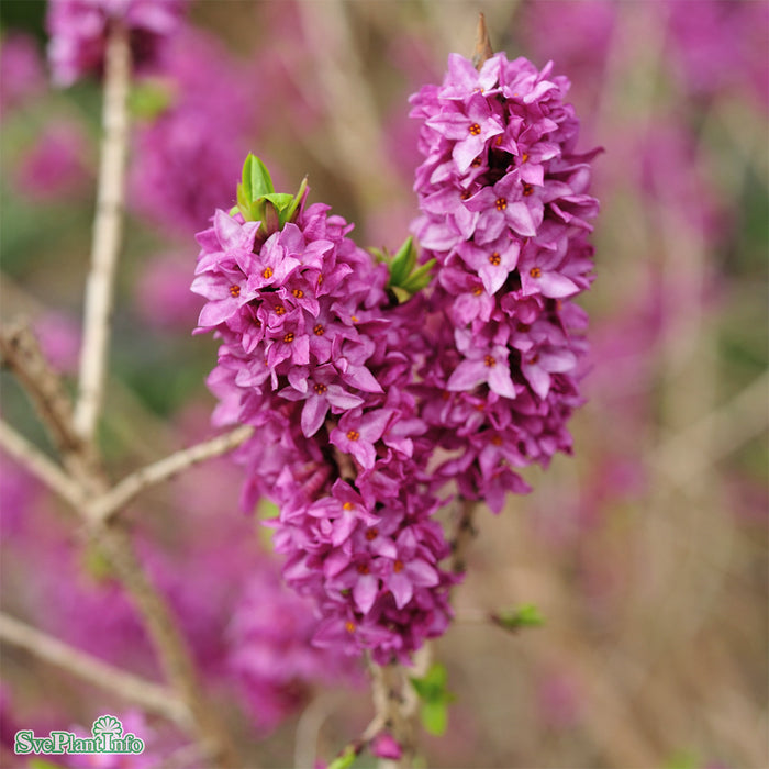 Daphne mezereum 'Rubra Sellect' Busk C7,5 30-40cm