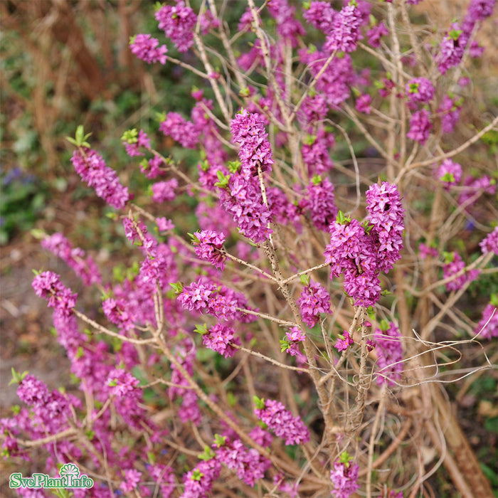 Daphne mezereum 'Rubra Sellect' Busk C6 40-50cm