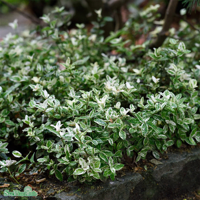 Euonymus fortunei 'Harlequin' 20-25cm C2