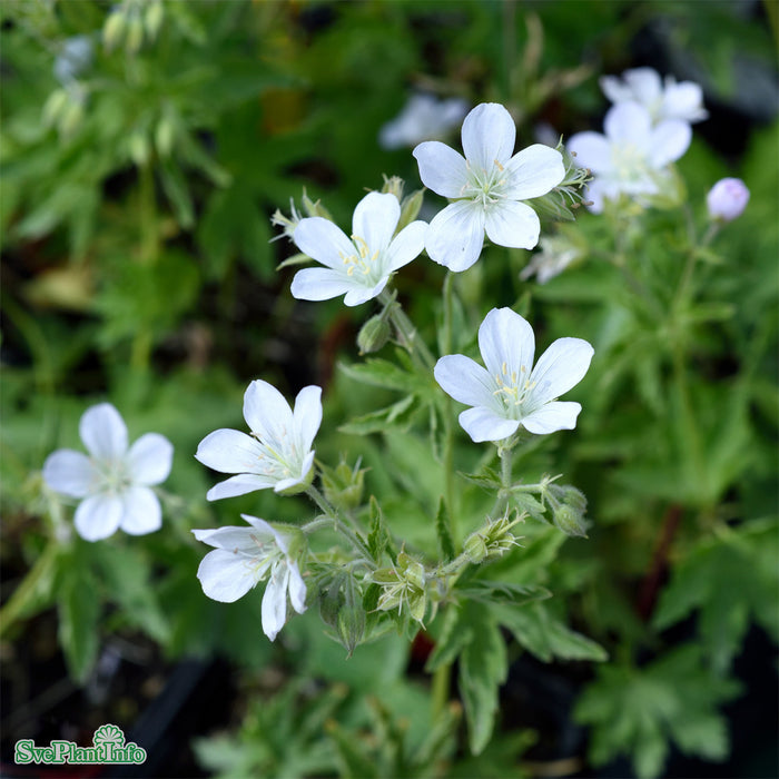 Geranium sylvaticum 'Album' A-kval
