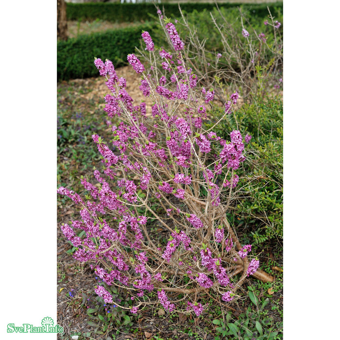 Daphne mezereum 'Rubra Sellect' Busk C7,5 30-40cm
