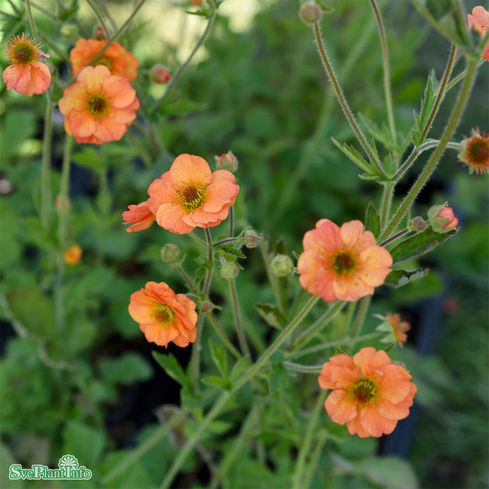 Geum 'Totally Tangerine' A-kval C2