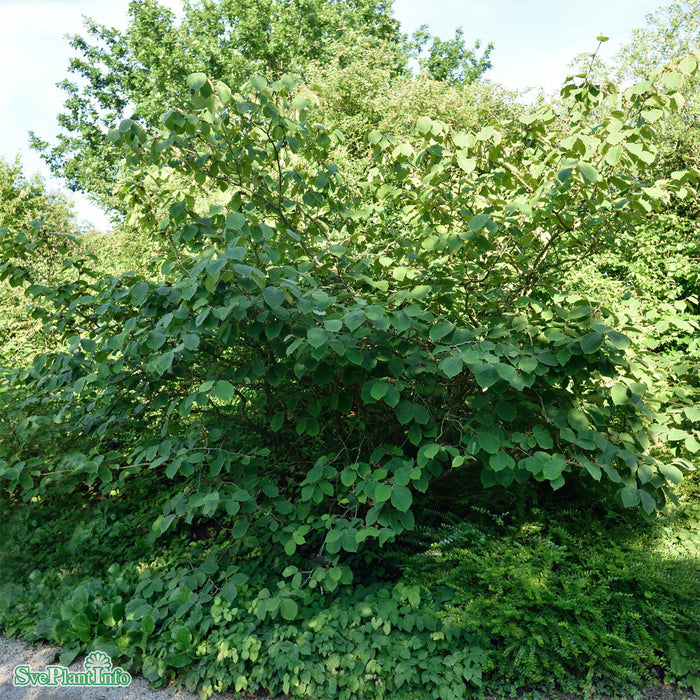 Hamamelis x intermedia 'Westerstede' Solitär C20 125-150cm