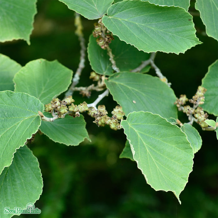 Hamamelis x intermedia 'Westerstede' Solitär C20 125-150cm