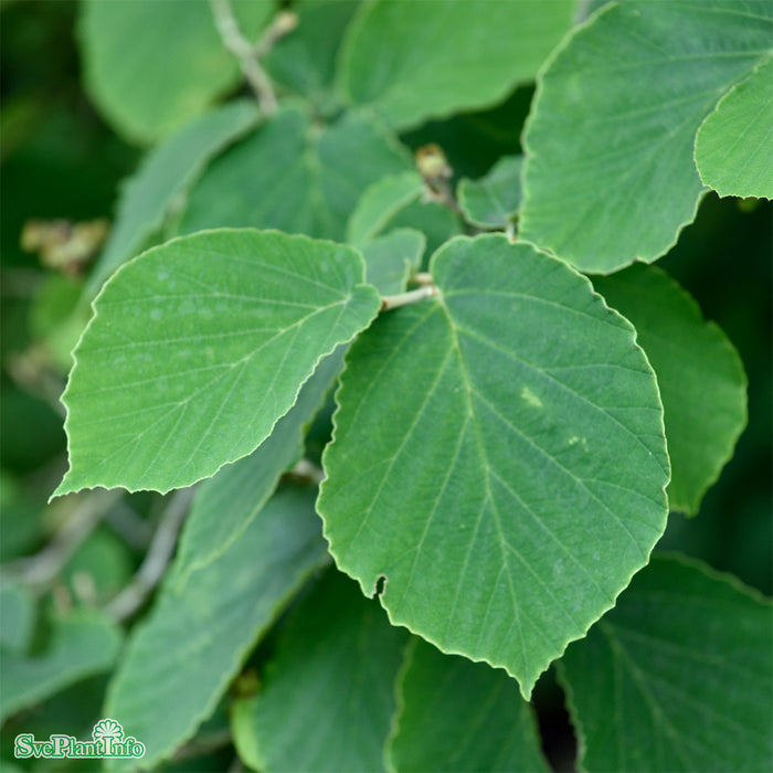 Hamamelis x intermedia 'Westerstede' Solitär C20 125-150cm